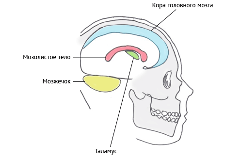 Рис. 1. Местоположение частей мозга