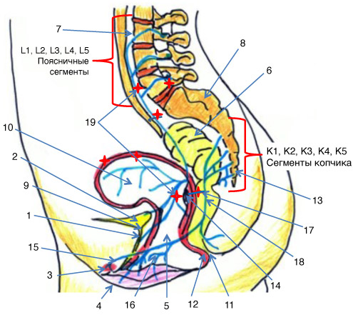 Схема вегетативной иннервации органов тазовой полости