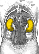 Почки человека Источник: wikipedia