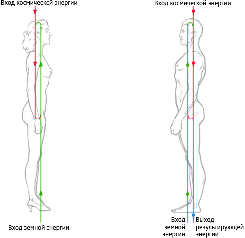 Рис. 2. Движение потоков энергии в женском и мужском теле при активации связи между полушариями мозга